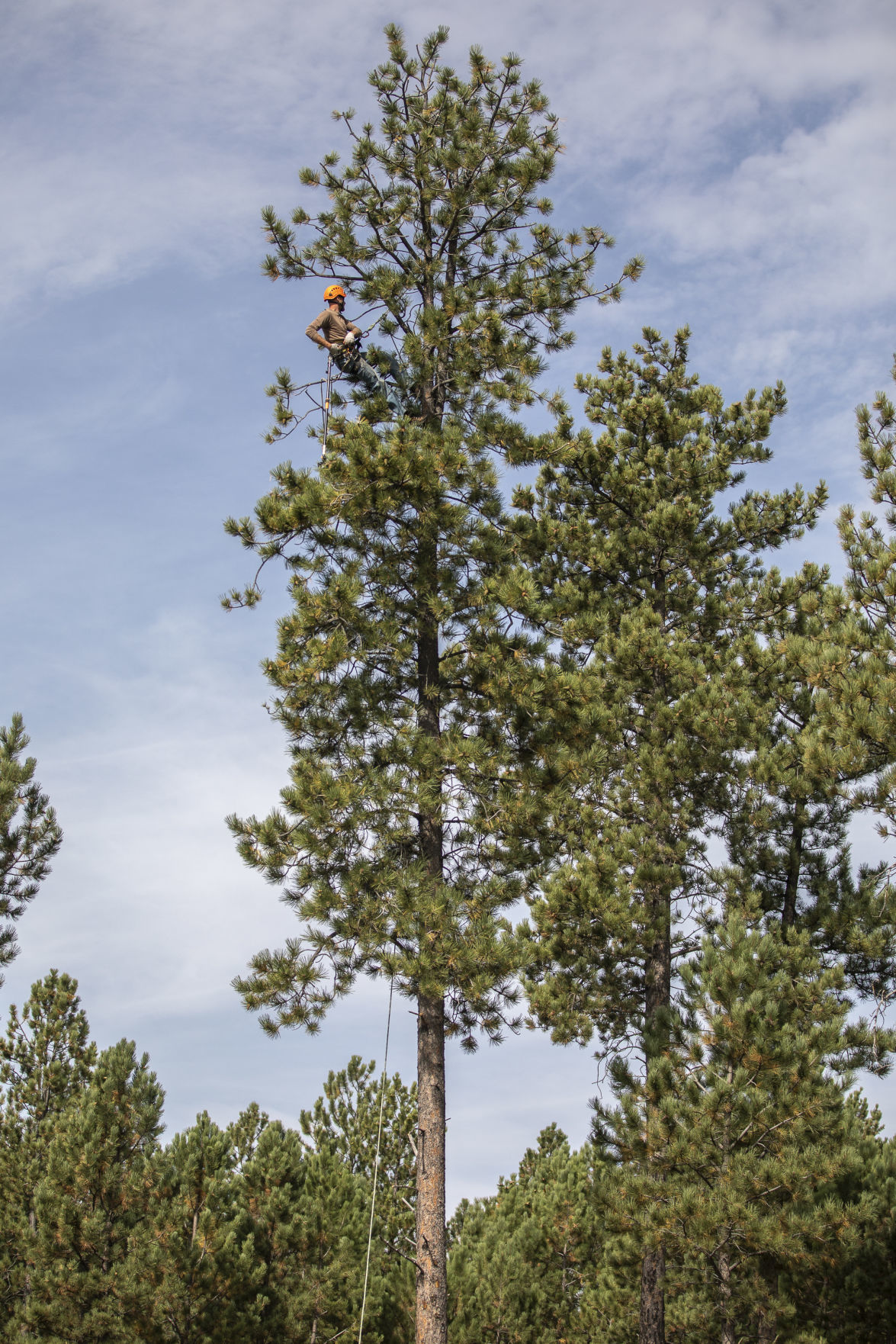 trees032.JPG